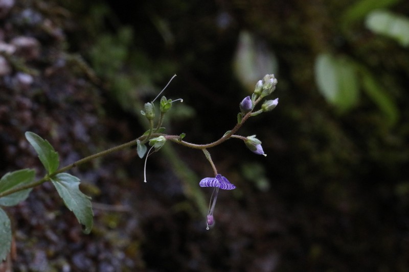 Veronica monticola