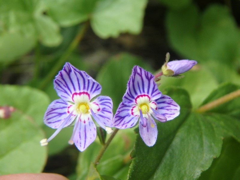 Veronica monticola photo 2