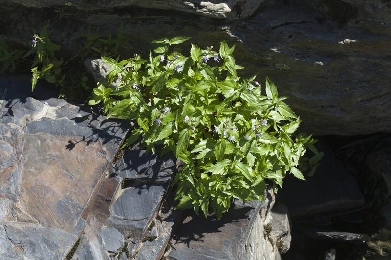 Veronica monticola photo 3