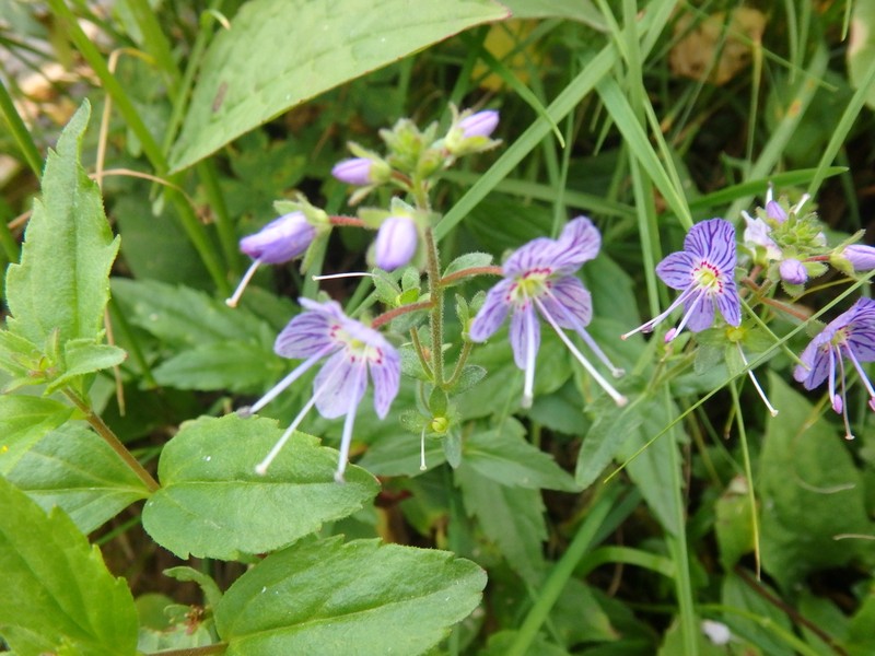 Veronica monticola photo 5
