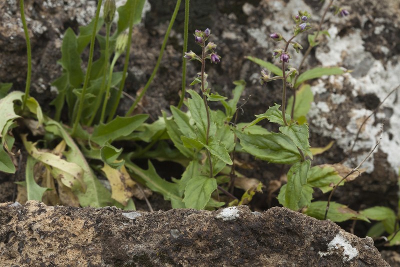 Veronica monticola photo 6