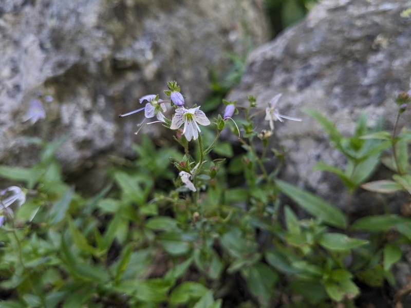 Veronica monticola photo 7