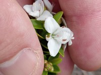 Veronica mooreae