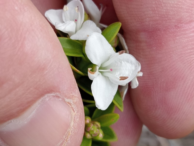 Veronica mooreae