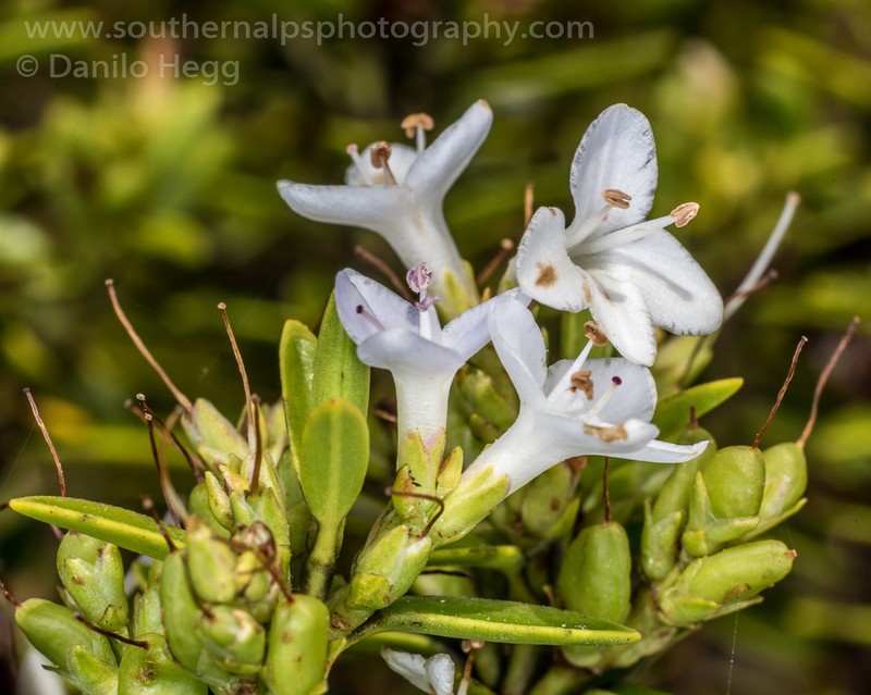 Veronica mooreae photo 2