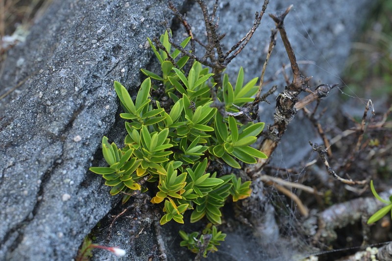 Veronica mooreae photo 3
