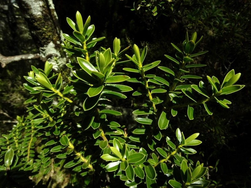 Veronica mooreae photo 4