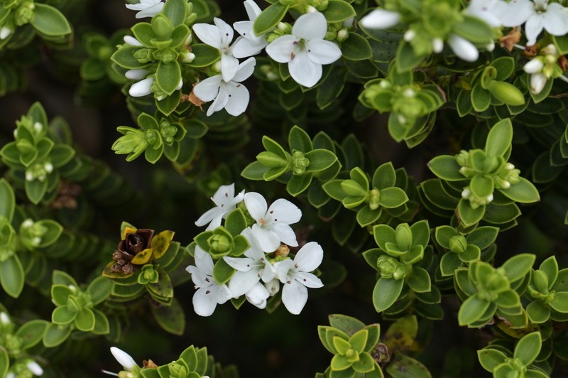 Veronica mooreae photo 5