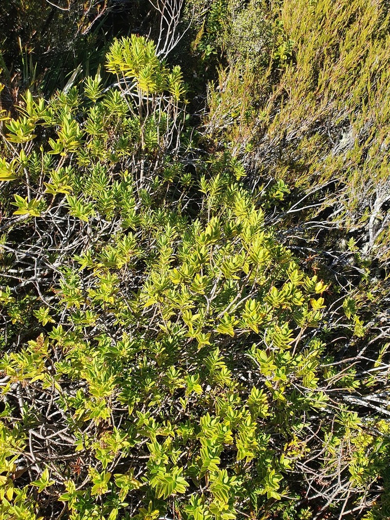 Veronica mooreae photo 6