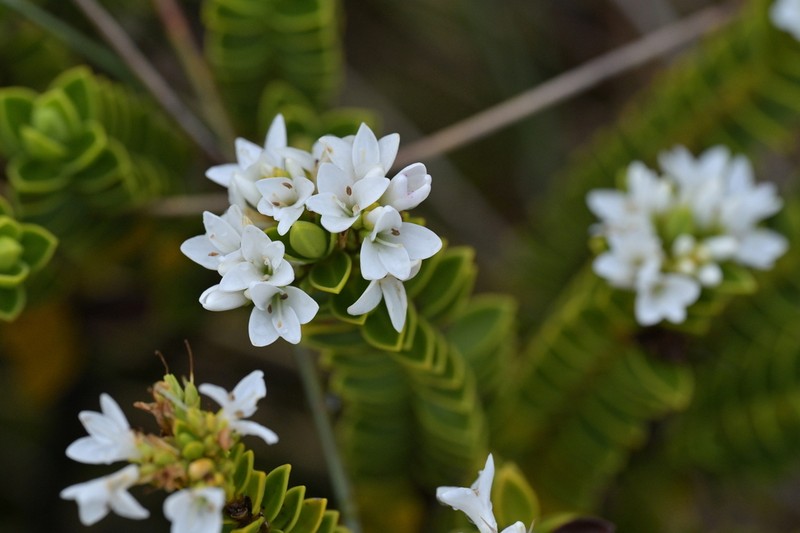 Veronica mooreae photo 7