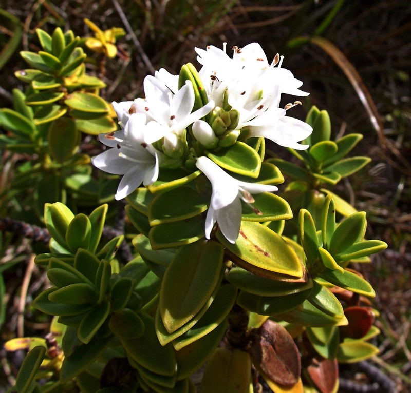 Veronica mooreae photo 8