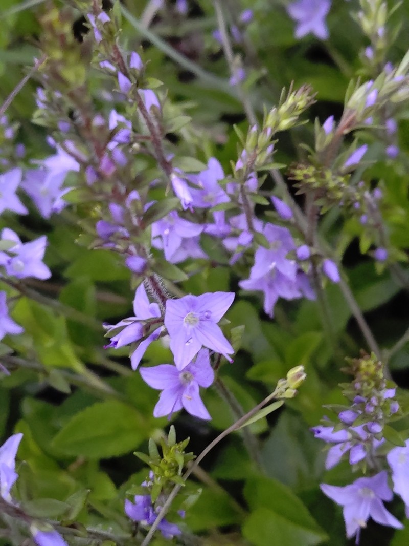 Veronica morrisonicola photo 2