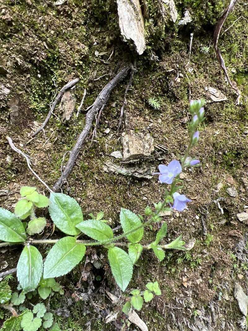 Veronica morrisonicola photo 3