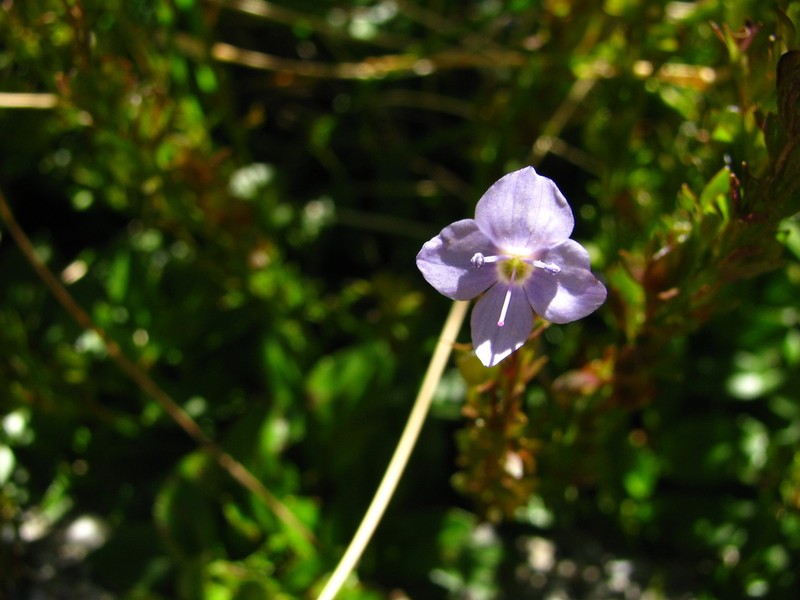 Veronica morrisonicola photo 4