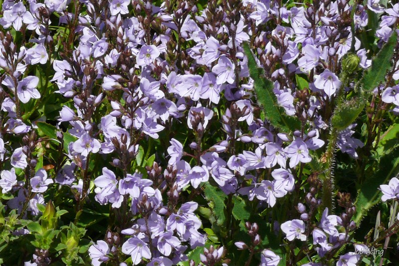 Veronica morrisonicola photo 5