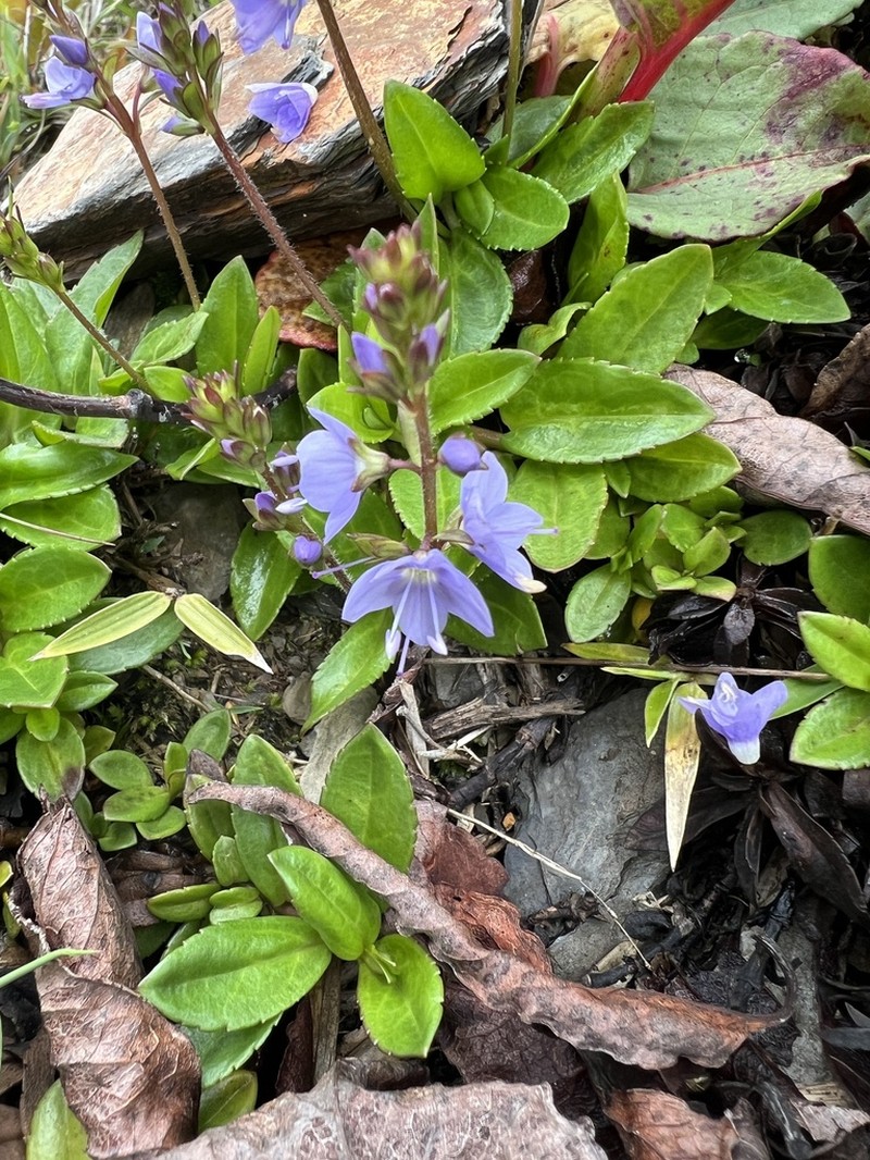 Veronica morrisonicola photo 6