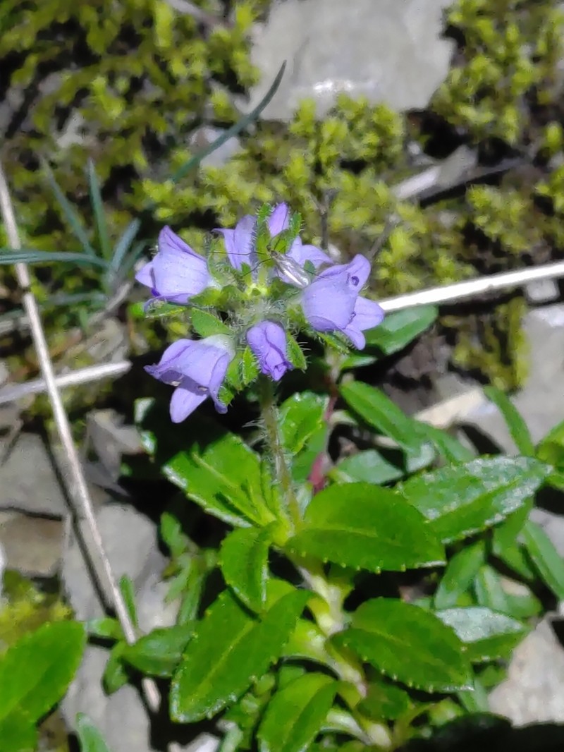 Veronica morrisonicola photo 7