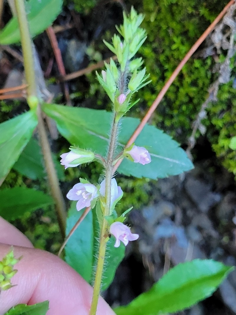 Veronica morrisonicola photo 8