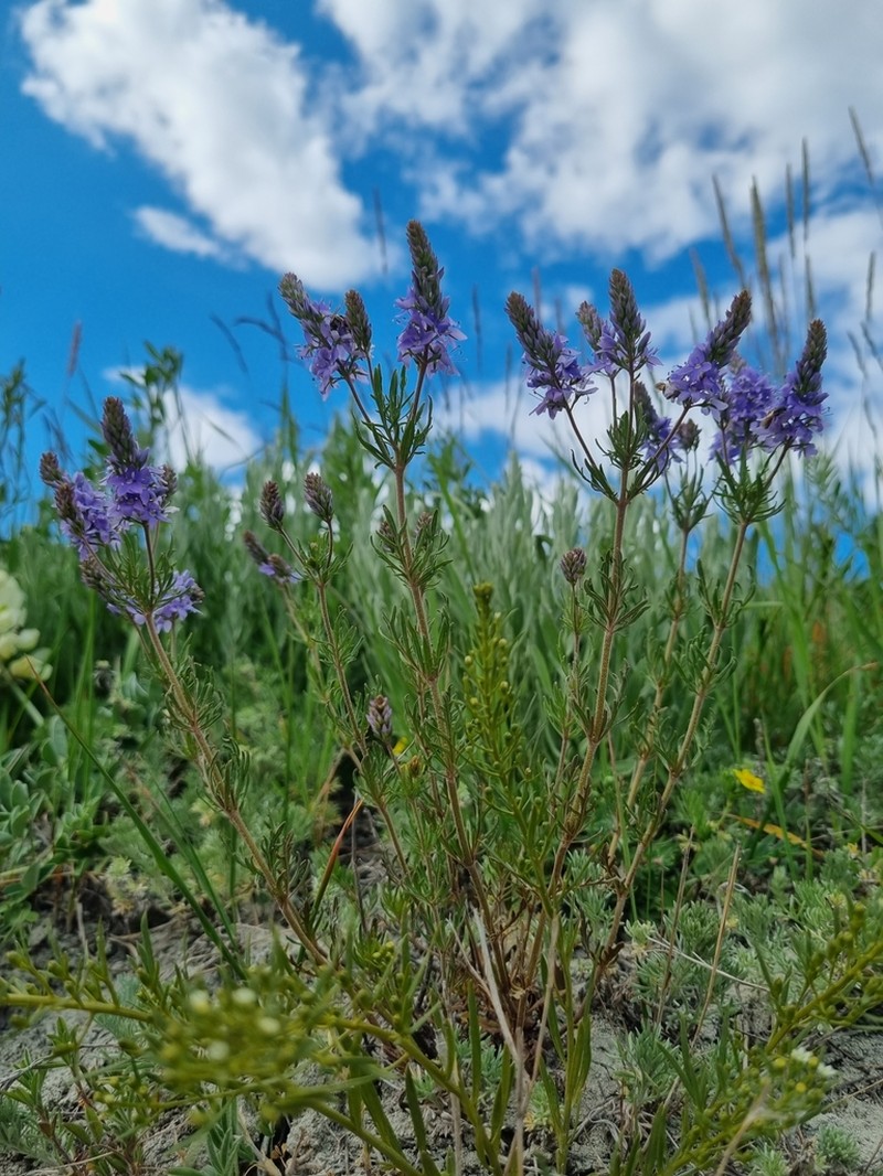 Veronica multifida photo 2
