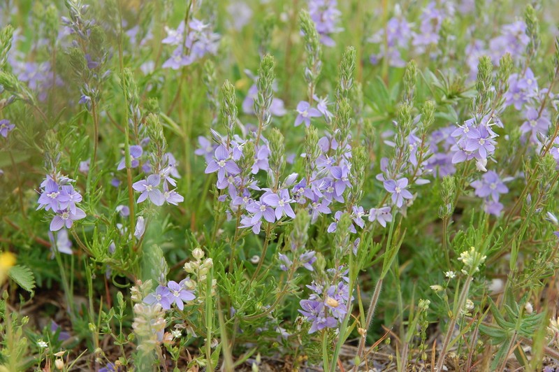 Veronica multifida photo 3