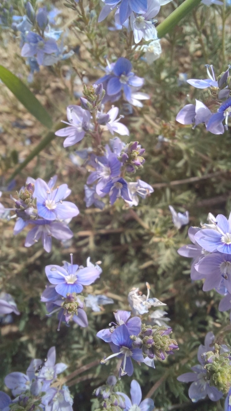 Veronica multifida photo 4