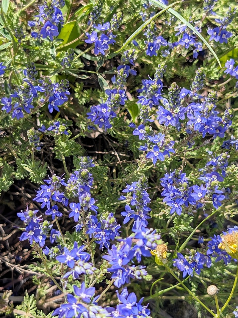 Veronica multifida photo 5