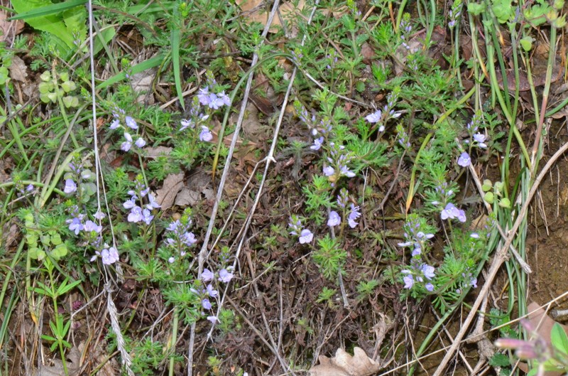 Veronica multifida photo 6