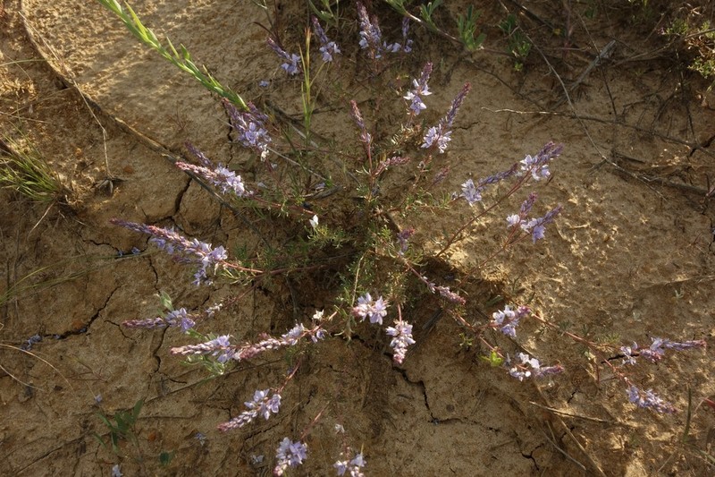 Veronica multifida photo 7