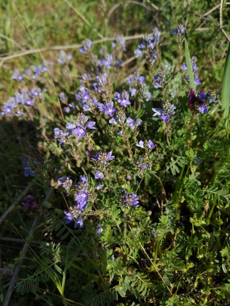 Veronica multifida photo 8