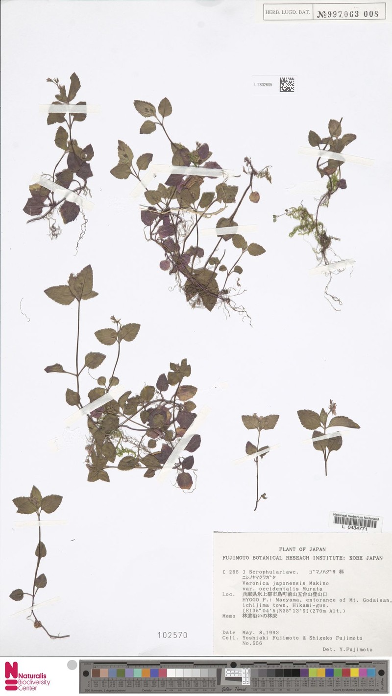 Veronica muratae