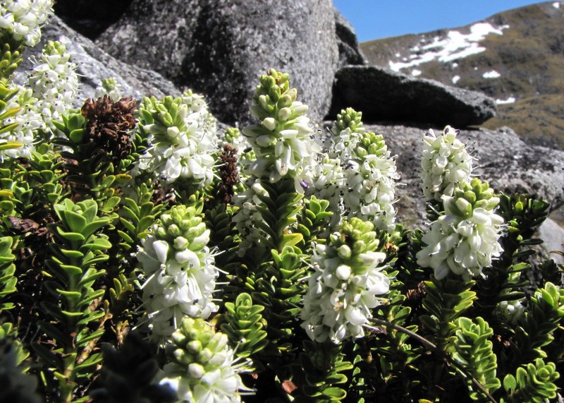 Veronica murrellii