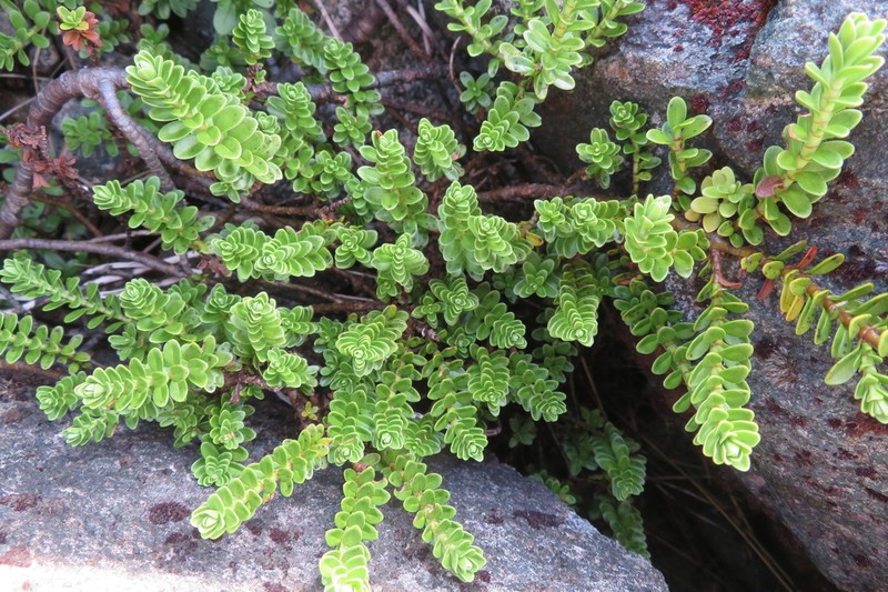 Veronica murrellii photo 3
