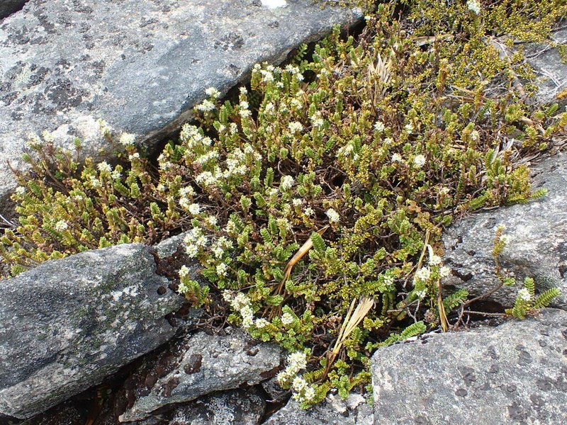 Veronica murrellii photo 8