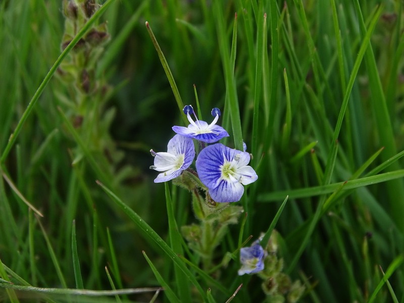 Veronica nevadensis photo 2