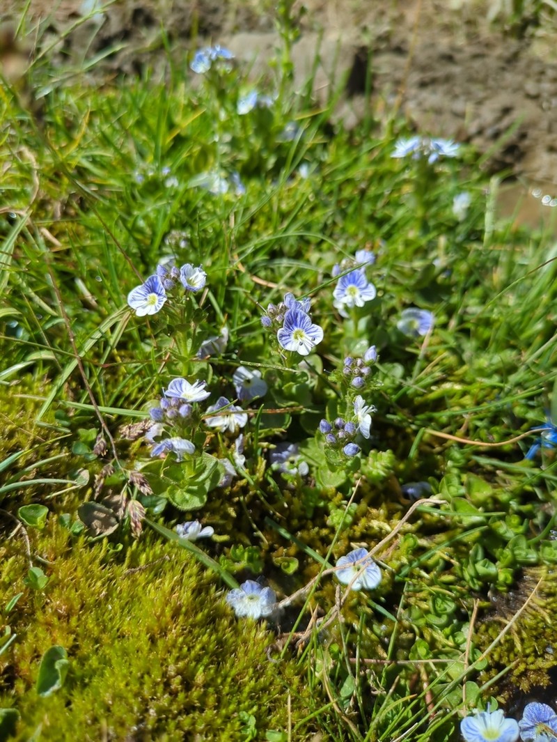 Veronica nevadensis photo 3