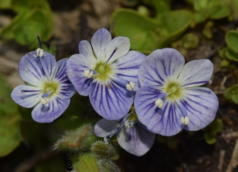 Veronica nevadensis photo 4