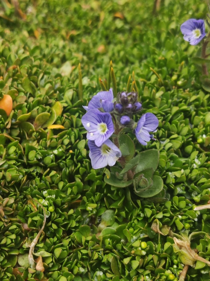 Veronica nevadensis photo 5