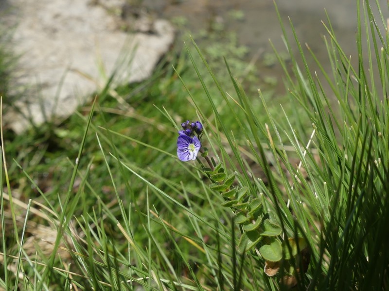 Veronica nevadensis photo 6