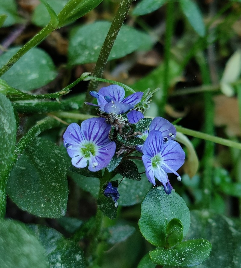 Veronica nevadensis photo 7