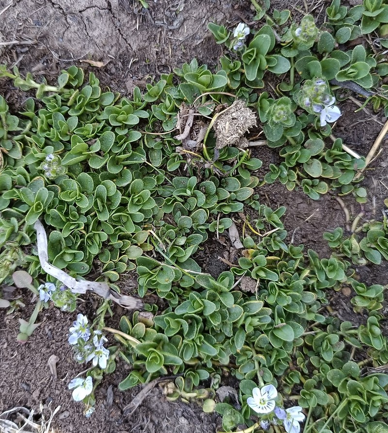 Veronica nevadensis photo 8