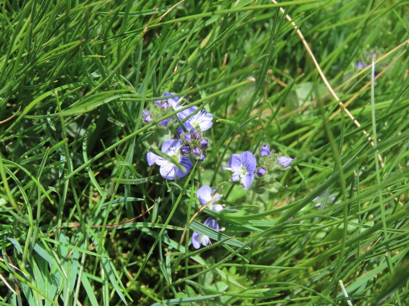 Veronica nevadensis var. langei