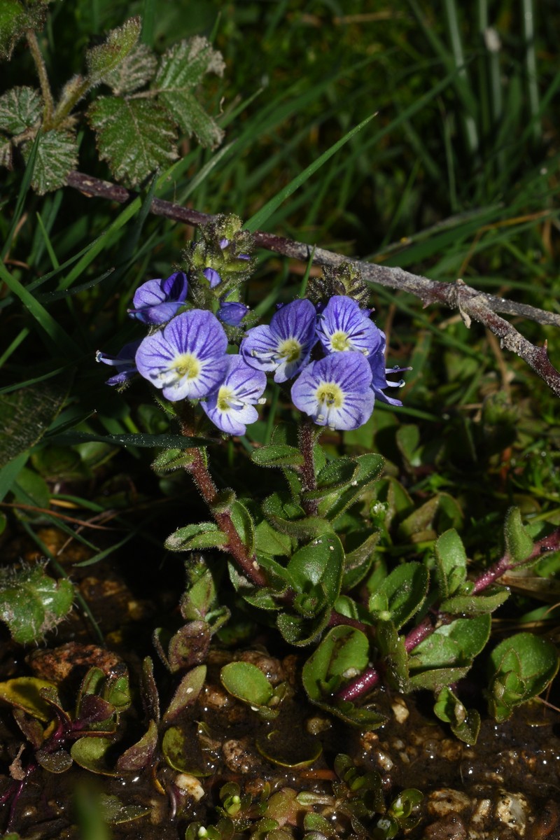 Veronica nevadensis var. langei photo 2
