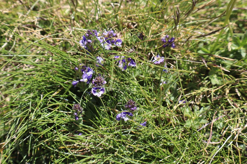Veronica nevadensis var. langei photo 3