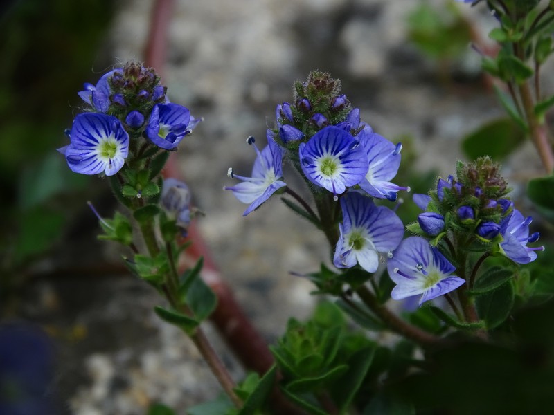 Veronica nevadensis var. langei photo 4