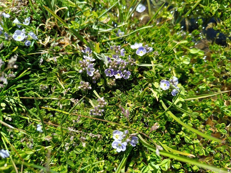 Veronica nevadensis var. nevadensis photo 2