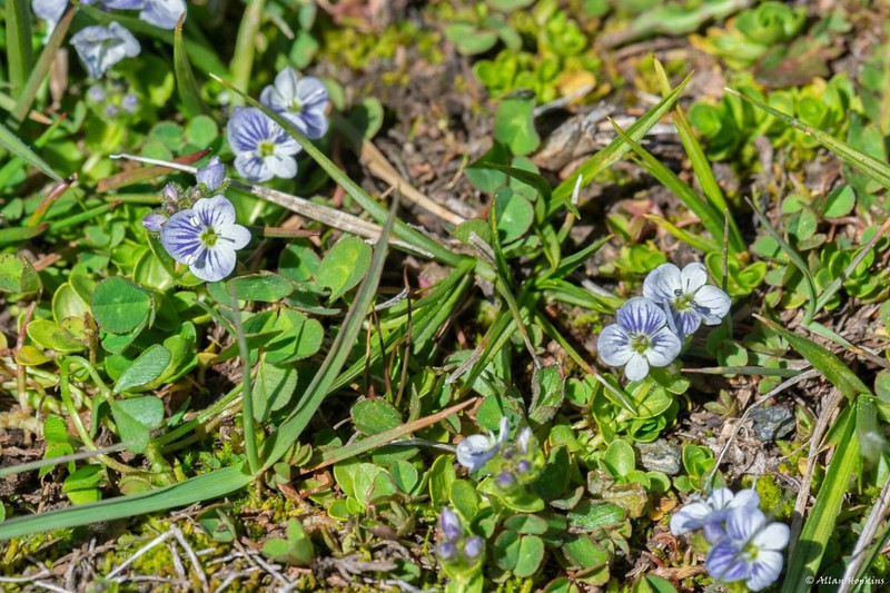 Veronica nevadensis var. nevadensis photo 3