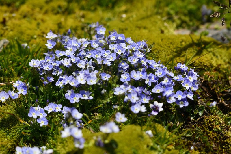 Veronica nevadensis var. nevadensis photo 4
