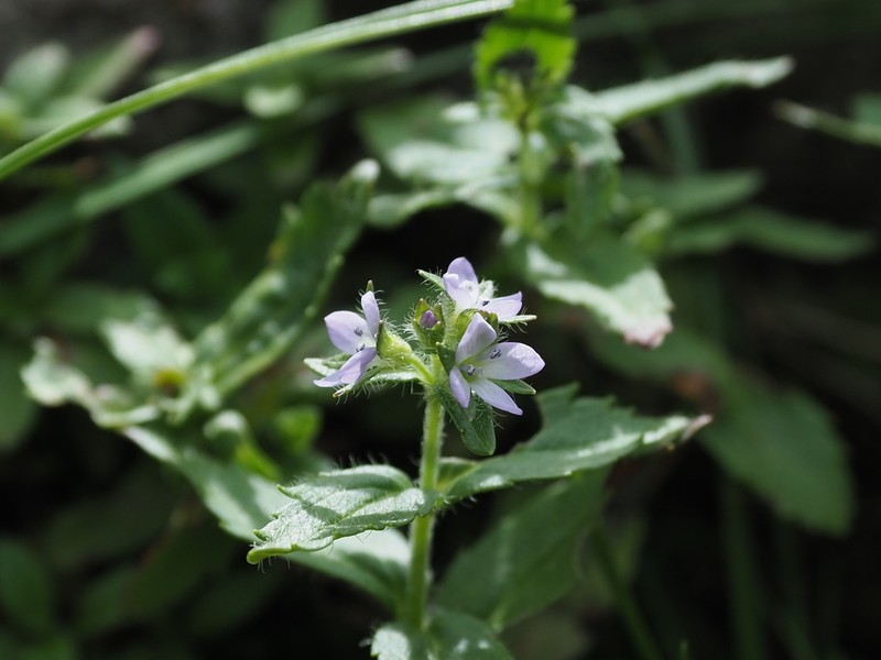 Veronica nipponica