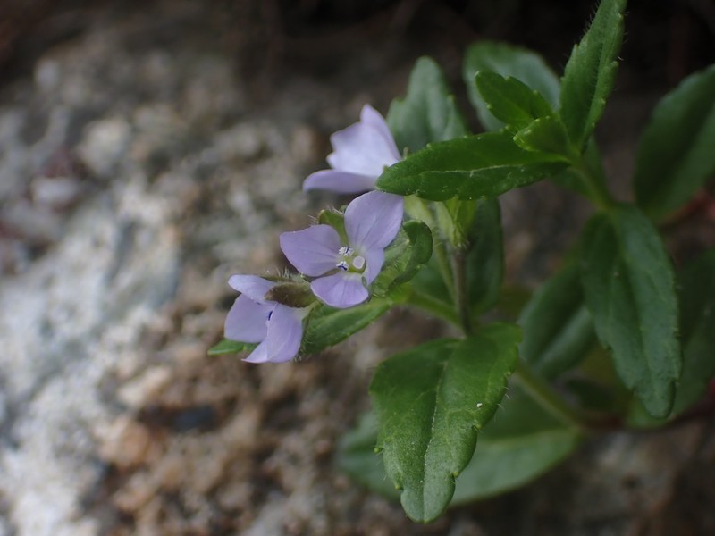 Veronica nipponica photo 5