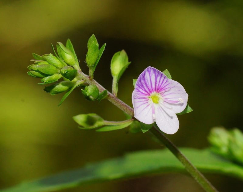Veronica notabilis photo 2